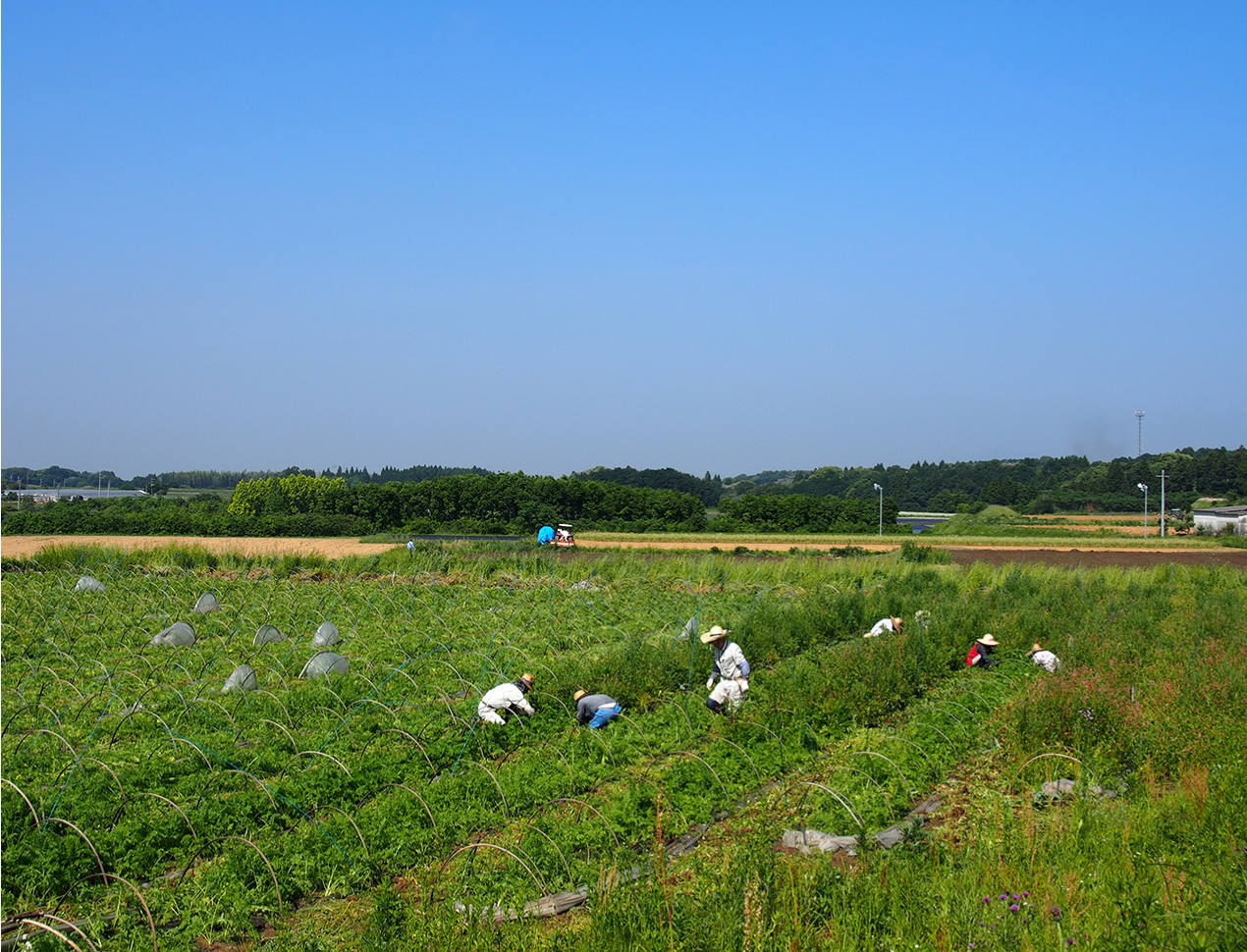 Organicの約束のメインビジュアル画像