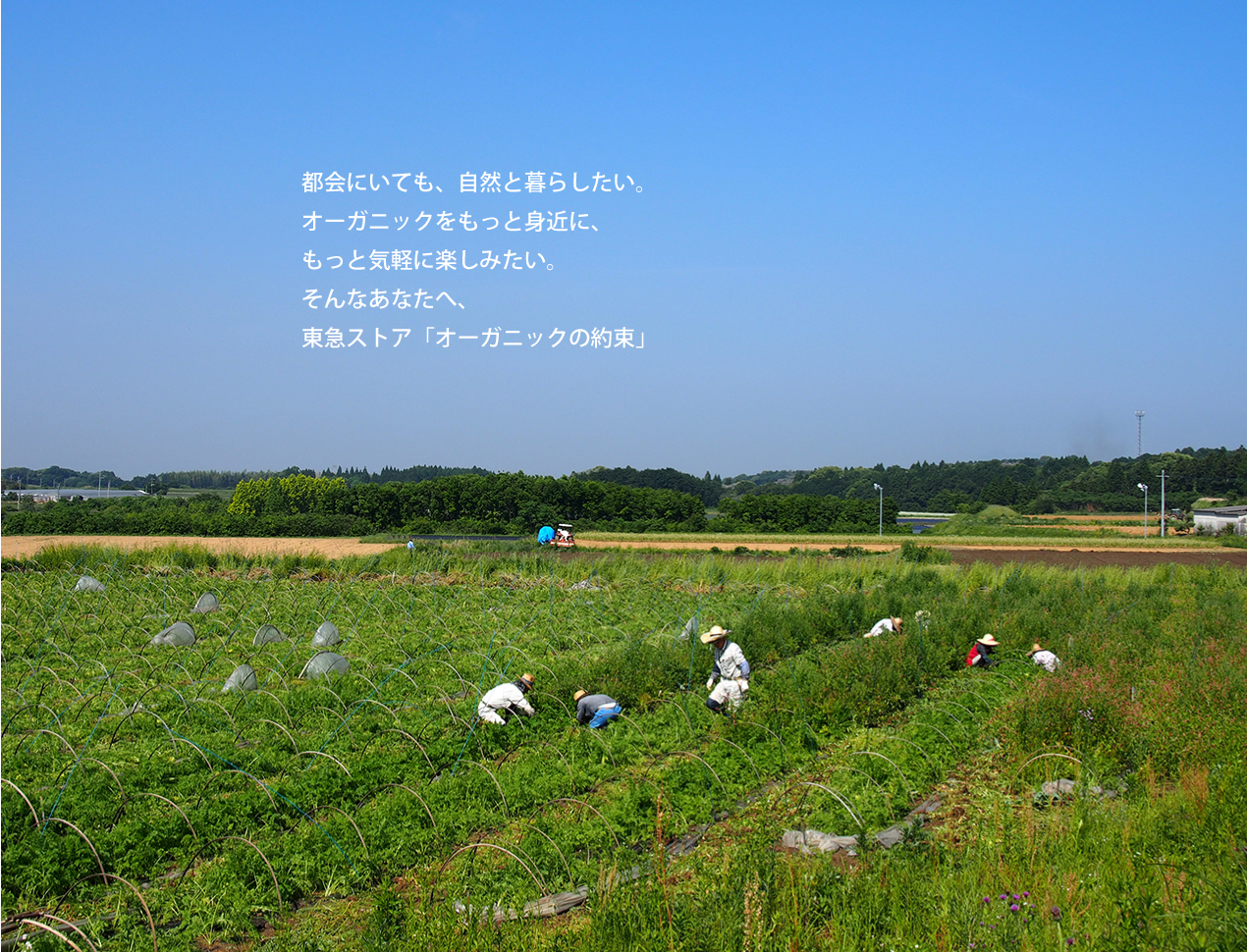 Organicの約束のメインビジュアル画像