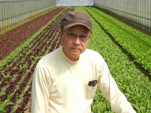 サンチュの生産者