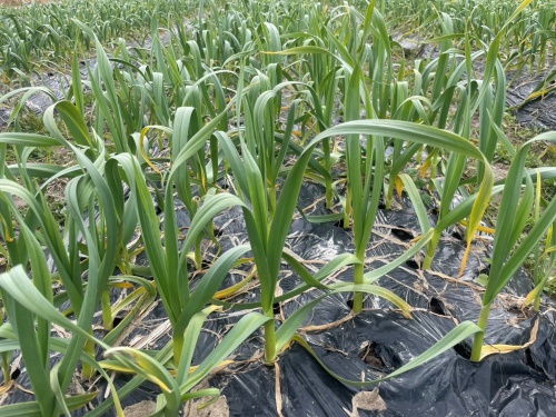 葉にんにくの生産者