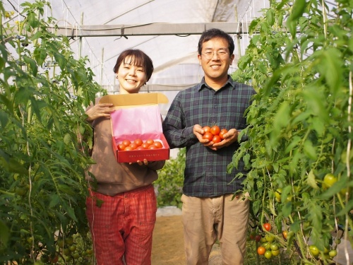 トマトの生産者